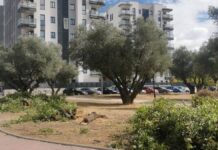 Ecologistas en Acción denuncia la tala de olmos en el Parque de los Olivos de Móstoles Ecologistas en Acción denuncia la tala de olmos en el Parque de los Olivos de Móstoles