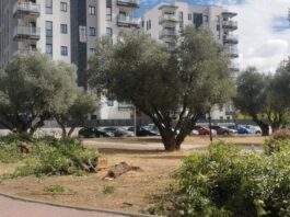 Ecologistas en Acción denuncia la tala de olmos en el Parque de los Olivos de Móstoles