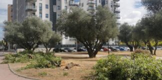 Ecologistas en Acción denuncia la tala de olmos en el Parque de los Olivos de Móstoles