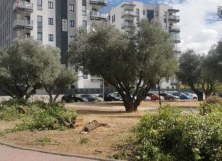 Ecologistas en Acción denuncia la tala de olmos en el Parque de los Olivos de Móstoles