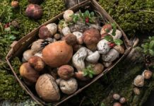 Los vecinos de Móstoles podrán disfrutar de las XXXIII Jornadas Micológicas completamente gratis