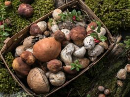 Los vecinos de Móstoles podrán disfrutar de las XXXIII Jornadas Micológicas completamente gratis Los vecinos de Móstoles podrán disfrutar de las XXXIII Jornadas Micológicas completamente gratis