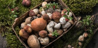 Los vecinos de Móstoles podrán disfrutar de las XXXIII Jornadas Micológicas completamente gratis