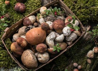 Los vecinos de Móstoles podrán disfrutar de las XXXIII Jornadas Micológicas completamente gratis