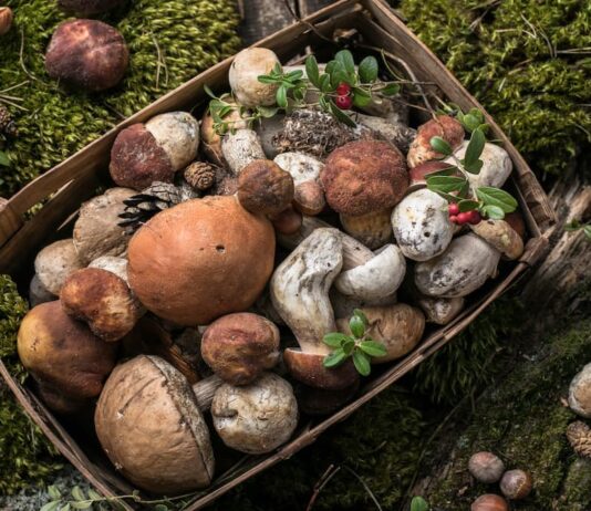 Los vecinos de Móstoles podrán disfrutar de las XXXIII Jornadas Micológicas completamente gratis Los vecinos de Móstoles podrán disfrutar de las XXXIII Jornadas Micológicas completamente gratis