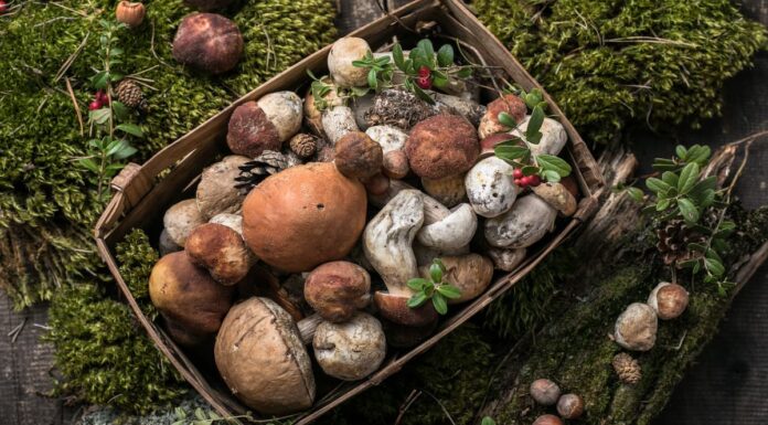 Los vecinos de Móstoles podrán disfrutar de las XXXIII Jornadas Micológicas completamente gratis