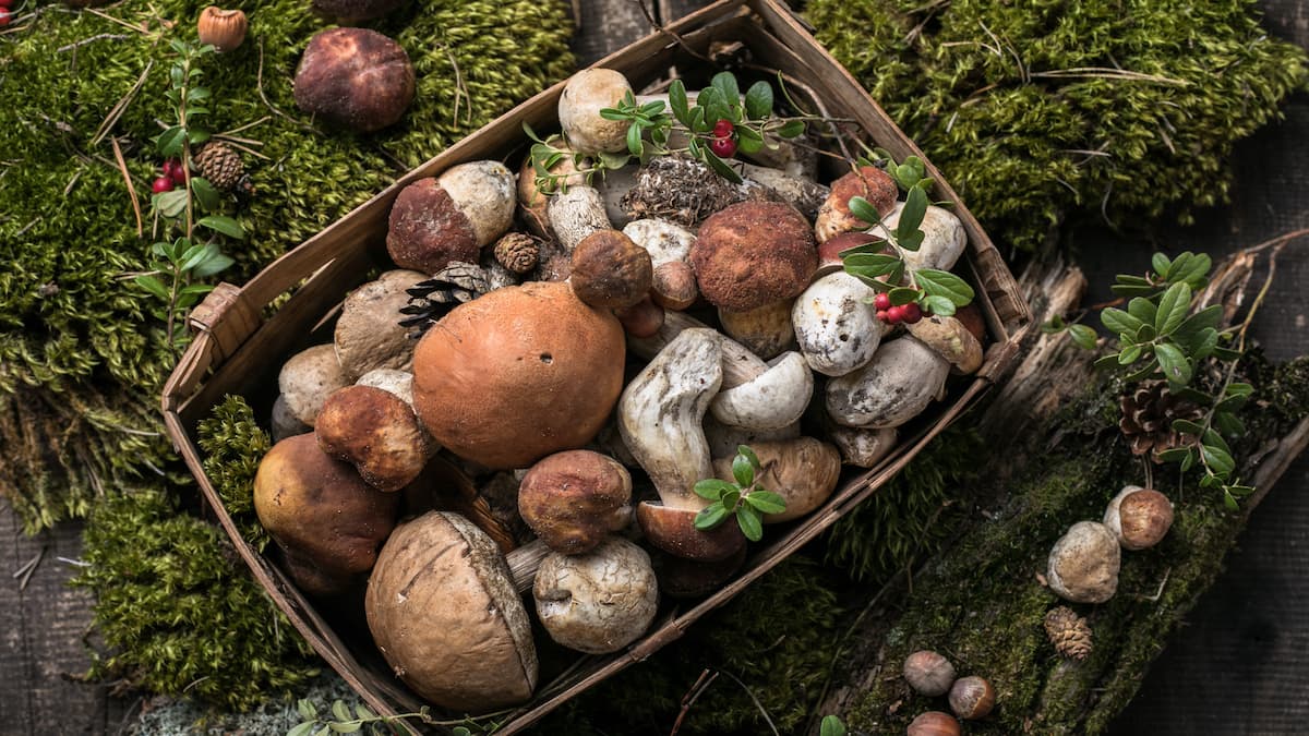 Los vecinos de Móstoles podrán disfrutar de las XXXIII Jornadas Micológicas completamente gratis Los vecinos de Móstoles podrán disfrutar de las XXXIII Jornadas Micológicas completamente gratis