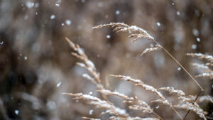 Móstoles se prepara para la llegada de la nieve: la borrasca Ingrid llega a Madrid