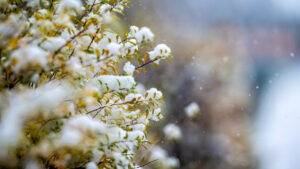 La nieve llega a Móstoles y la Agencia Estatal de Meteorología activa la alerta amarilla