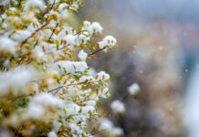 Móstoles se prepara para la llegada de la nieve: la borrasca Ingrid llega a Madrid Móstoles se prepara para la llegada de la nieve: la borrasca Ingrid llega a Madrid