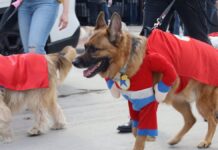 El Carnacán llenará Móstoles de disfraces, amor y mascotas el 14 de febrero: podcast mostoleshoy Carnacán Móstoles