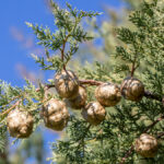 Alerta roja en Móstoles y en gran parte de la Comunidad de Madrid por niveles altos de polen