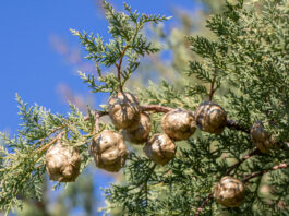 Alerta roja en Móstoles y en gran parte de la Comunidad de Madrid por niveles altos de polen Alerta roja en Móstoles y en gran parte de la Comunidad de Madrid por niveles altos de polen