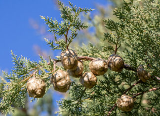 Alerta roja en Móstoles y en gran parte de la Comunidad de Madrid por niveles altos de polen