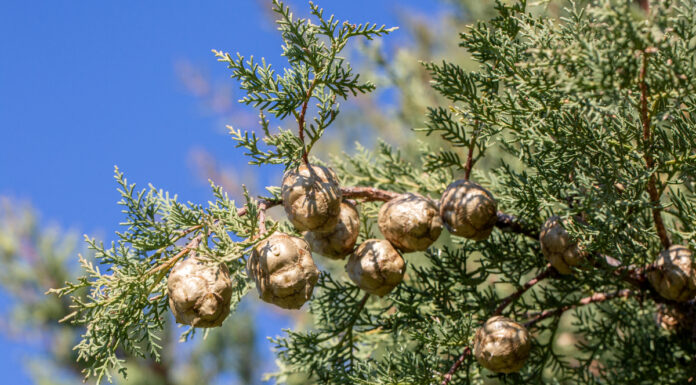 Alerta roja en Móstoles y en gran parte de la Comunidad de Madrid por niveles altos de polen Alerta roja en Móstoles y en gran parte de la Comunidad de Madrid por niveles altos de polen