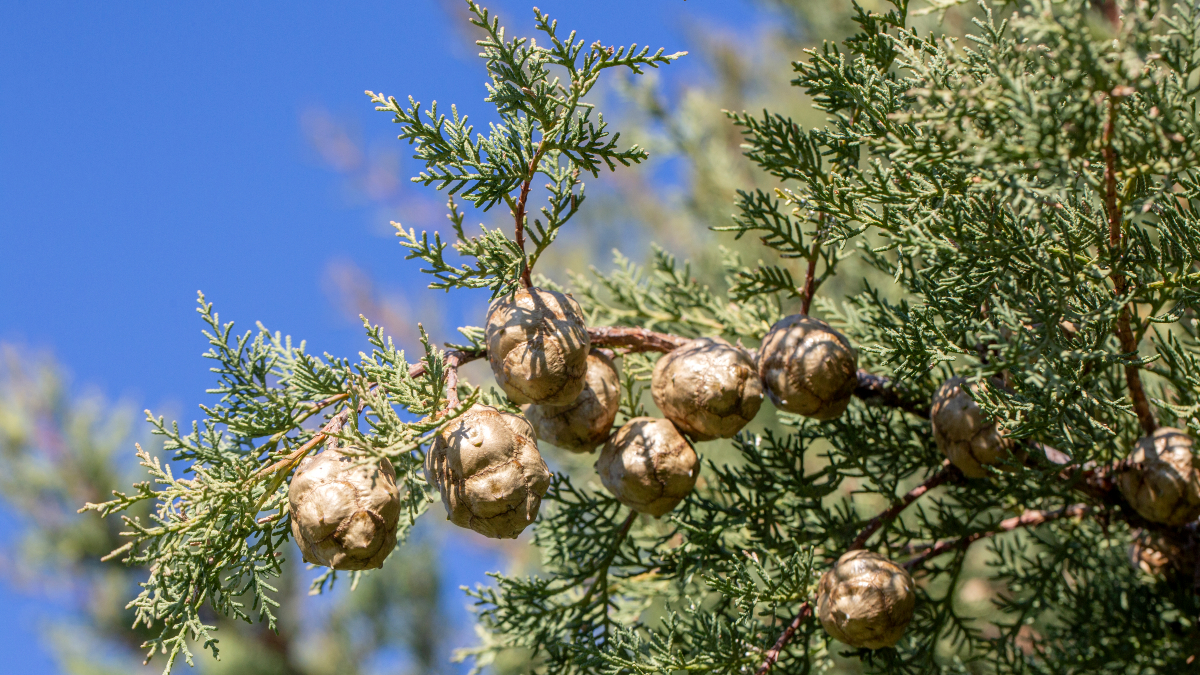 Alerta roja en Móstoles y en gran parte de la Comunidad de Madrid por niveles altos de polen Alerta roja en Móstoles y en gran parte de la Comunidad de Madrid por niveles altos de polen