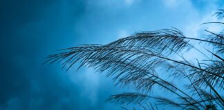 La AEMET activa la alerta amarilla en Móstoles por fuertes vientos para este jueves