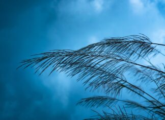 La AEMET activa la alerta amarilla en Móstoles por fuertes vientos para este jueves