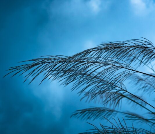 La AEMET activa la alerta amarilla en Móstoles por fuertes vientos para este jueves