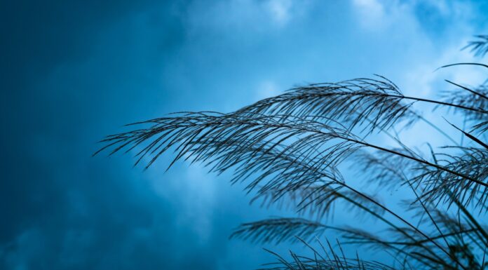 La AEMET activa la alerta amarilla en Móstoles por fuertes vientos para este jueves