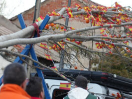 De El Soto a Cuartel Huerta: el traslado del árbol de los ‘quintos’ que revive el pasado de Móstoles De El Soto a Cuartel Huerta: el traslado del árbol de los 'quintos' que revive el pasado de Móstoles