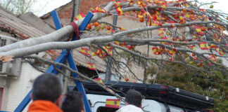 De El Soto a Cuartel Huerta: el traslado del árbol de los ‘quintos’ que revive el pasado de Móstoles De El Soto a Cuartel Huerta: el traslado del árbol de los 'quintos' que revive el pasado de Móstoles