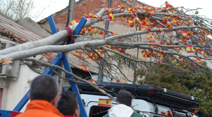 De El Soto a Cuartel Huerta: el traslado del árbol de los 'quintos' que revive el pasado de Móstoles