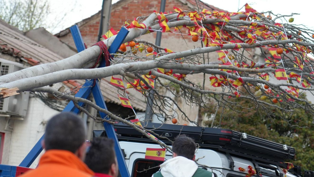 De El Soto a Cuartel Huerta: el traslado del árbol de los 'quintos' que revive el pasado de Móstoles