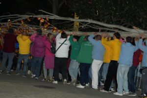 De El Soto a Cuartel Huerta: el traslado del árbol de los 'quintos' que revive el pasado de Móstoles