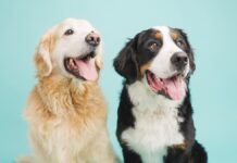 ¿Quién anda ahí? Móstoles. Los perros