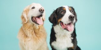 ¿Quién anda ahí? Móstoles. Los perros