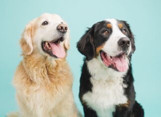 ¿Quién anda ahí? Móstoles. Los perros ¿Quién anda ahí? Móstoles. Los perros