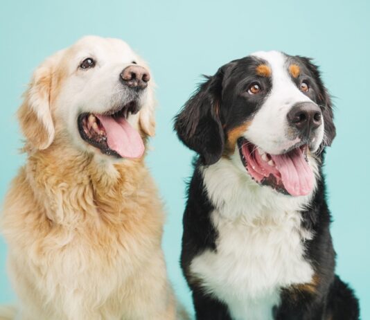 ¿Quién anda ahí? Móstoles. Los perros