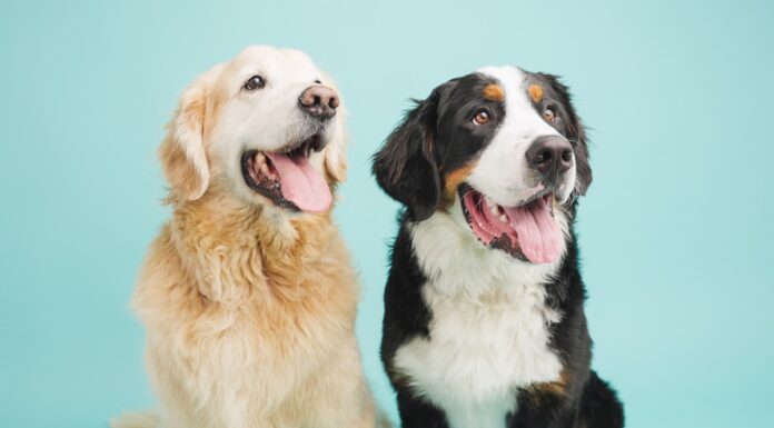 ¿Quién anda ahí? Móstoles. Los perros