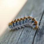 La oruga procesionaria llega a la Comunidad de Madrid: control en pinares de Móstoles y toda la región