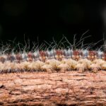 La oruga procesionaria llega a la Comunidad de Madrid: control en pinares de Móstoles y toda la región