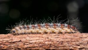 La oruga procesionaria llega a la Comunidad de Madrid: control en pinares de Móstoles y toda la región