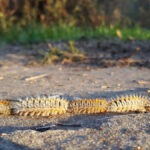 La oruga procesionaria llega a la Comunidad de Madrid: control en pinares de Móstoles y toda la región