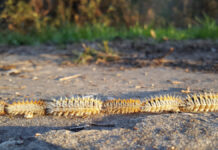 La oruga procesionaria llega a la Comunidad de Madrid: control en pinares de Móstoles y toda la región La oruga procesionaria llega a la Comunidad de Madrid: control en pinares de Móstoles y toda la región