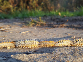 La oruga procesionaria llega a la Comunidad de Madrid: control en pinares de Móstoles y toda la región