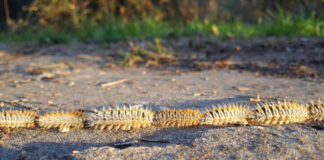 La oruga procesionaria llega a la Comunidad de Madrid: control en pinares de Móstoles y toda la región