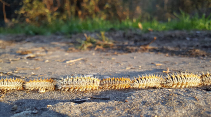 La oruga procesionaria llega a la Comunidad de Madrid: control en pinares de Móstoles y toda la región La oruga procesionaria llega a la Comunidad de Madrid: control en pinares de Móstoles y toda la región