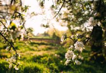 ¿Quién anda ahí? Móstoles. La prima Vera