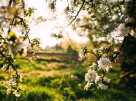 ¿Quién anda ahí? Móstoles. La prima Vera