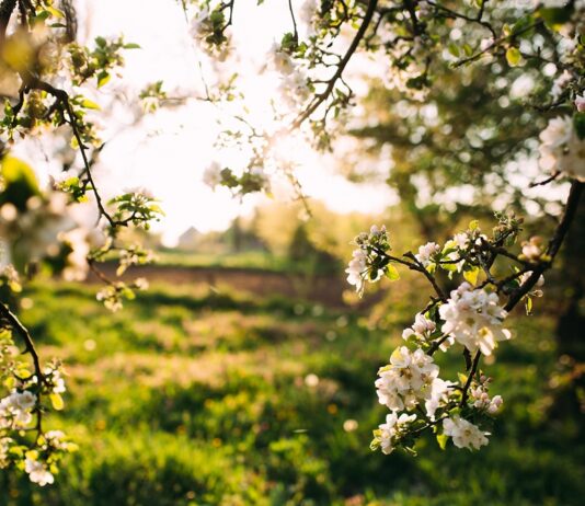 ¿Quién anda ahí? Móstoles. La prima Vera