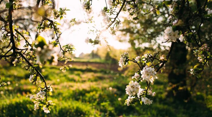 ¿Quién anda ahí? Móstoles. La prima Vera