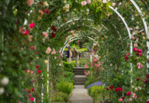 Móstoles tendrá una nueva rosaleda: comienza la renovación del parque Cuartel Huerta Móstoles tendrá una nueva rosaleda: comienza la renovación del parque Cuartel Huerta