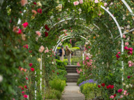 Móstoles tendrá una nueva rosaleda: comienza la renovación del parque Cuartel Huerta Móstoles tendrá una nueva rosaleda: comienza la renovación del parque Cuartel Huerta