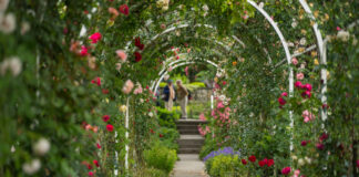 Móstoles tendrá una nueva rosaleda: comienza la renovación del parque Cuartel Huerta