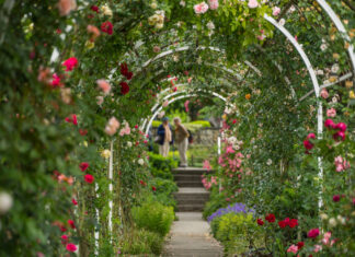 Móstoles tendrá una nueva rosaleda: comienza la renovación del parque Cuartel Huerta